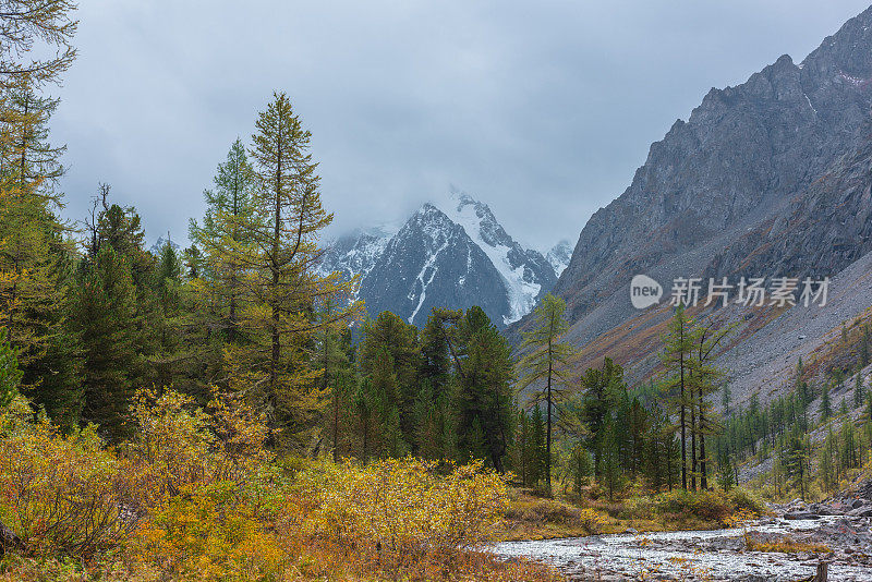 秋天的景色引人注目，黄色的落叶松映衬着低云中的雪山。森林在褪色的金色植物群中，在阴天看到雪的峰顶。金色的秋色在山上。
