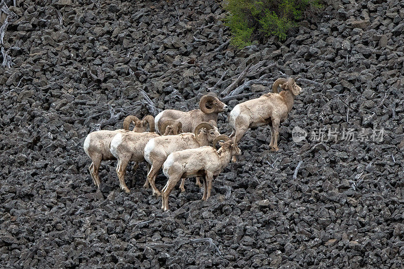 一群大角公羊试图攀登非常陡峭的松散火山岩山在黄石生态系统在美国西部，北美