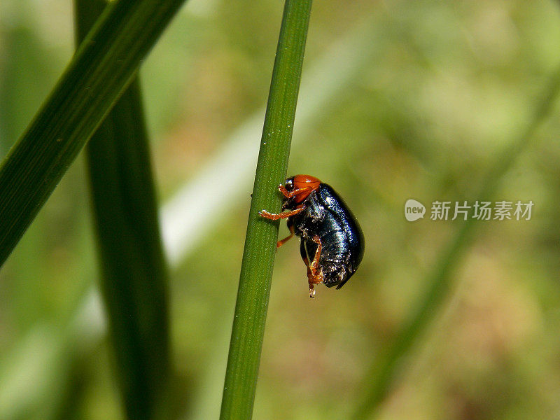 在一片草叶上，一只长着红色头的小甲虫