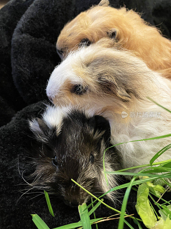 三只年轻的雌性豚鼠依偎在黑色的兽医床上，阿比西尼亚和瑞士泰迪杂交品种正在吃草和生菜，这是前景的焦点