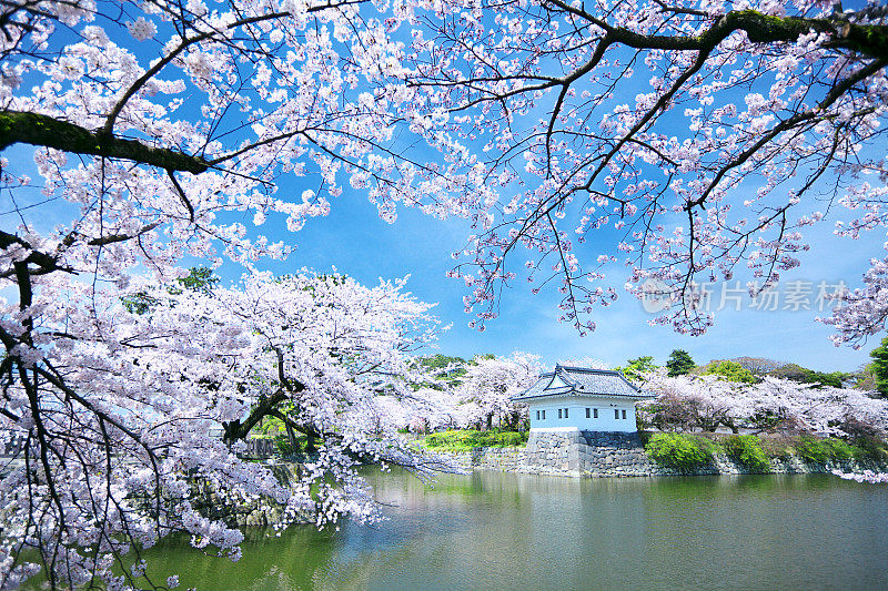 樱花在小田原城堡，日本，神奈川县，小田原，神奈川县