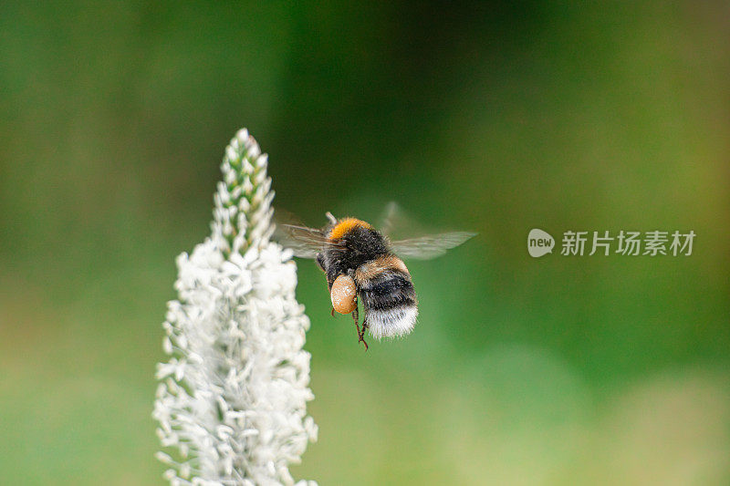 优雅的飞行:大黄蜂接近花朵