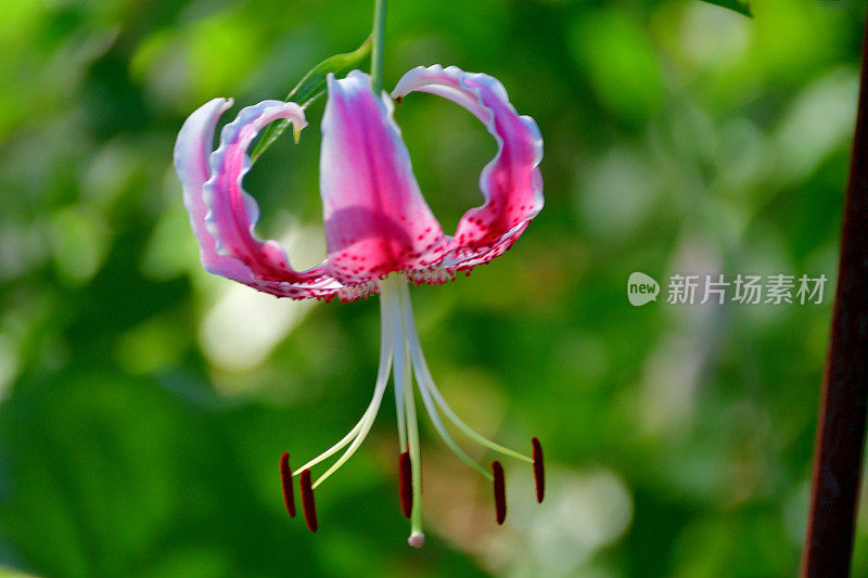 日本百合:精致的百合，有芳香的垂花