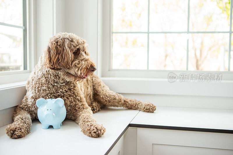 金色拉布拉多犬和储蓄罐