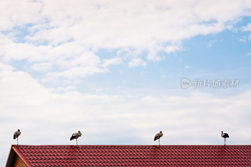 屋顶上的鹳鸟，背景是蓝天白云
