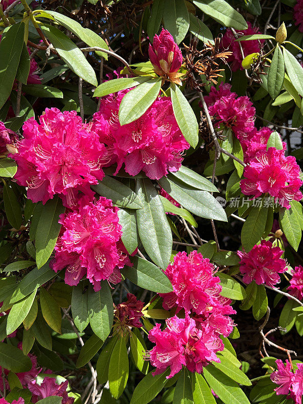 亮粉色开花杜鹃花灌木