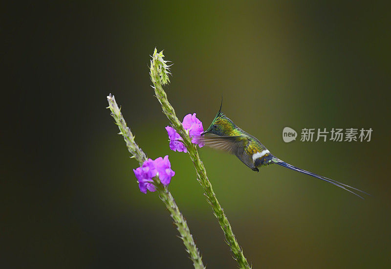 铁丝冠刺尾蜂鸟飞向一朵花