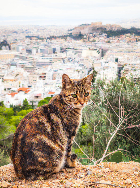 雅典Lycabettus山上的猫