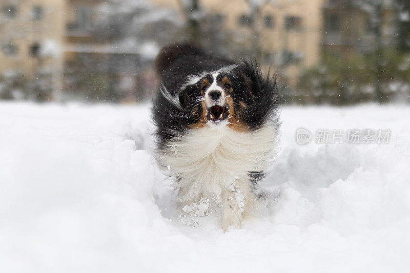 设得兰牧羊犬在雪地里玩耍