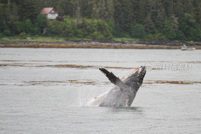 观赏鲸鱼，朱诺，阿拉斯加