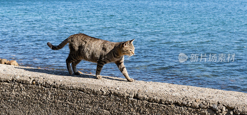 猫在堤岸上散步