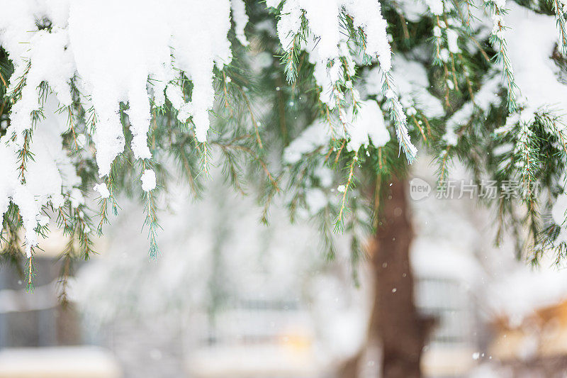 纯白色的背景上，杉树树枝上覆盖着厚厚的积雪