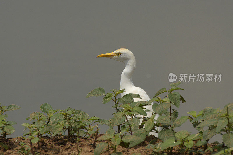 西部牛白鹭