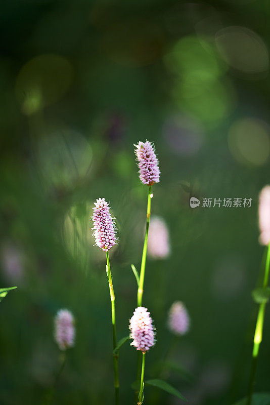 常见的雪花莲-雪花莲