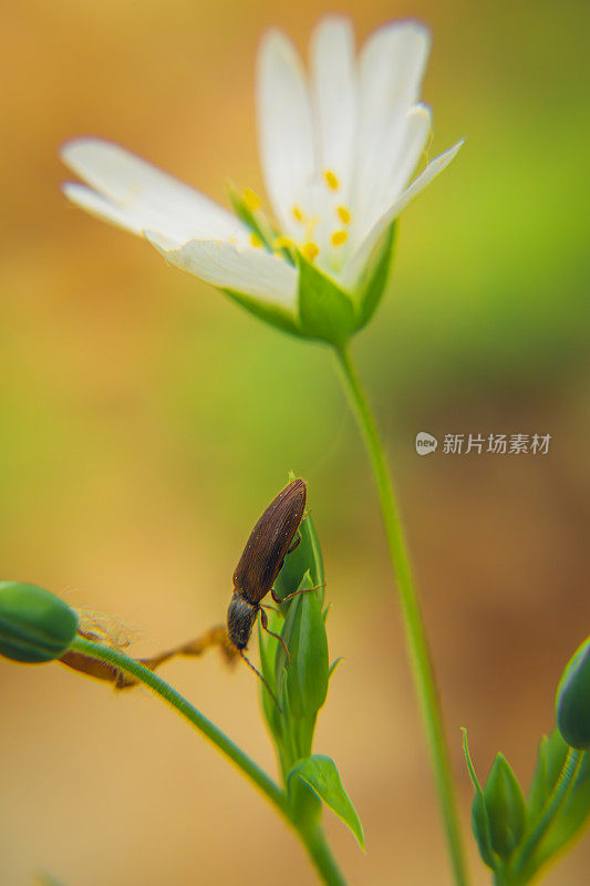 蠕虫，昆虫坐在一朵白色的花在春天的森林在一个模糊的橙色背景