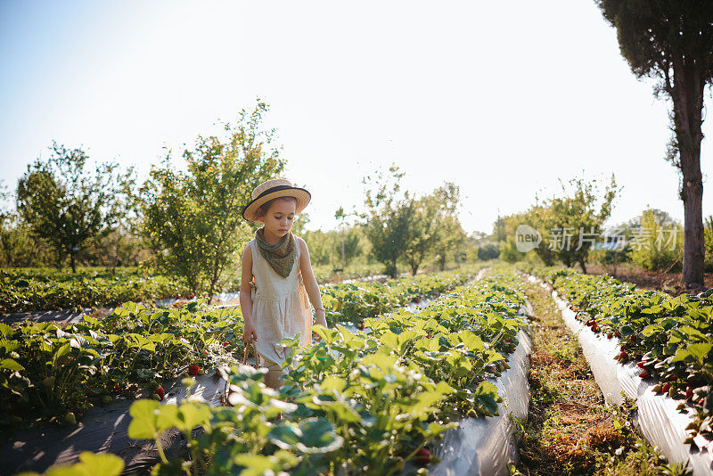 小女孩在农场地里摘草莓
