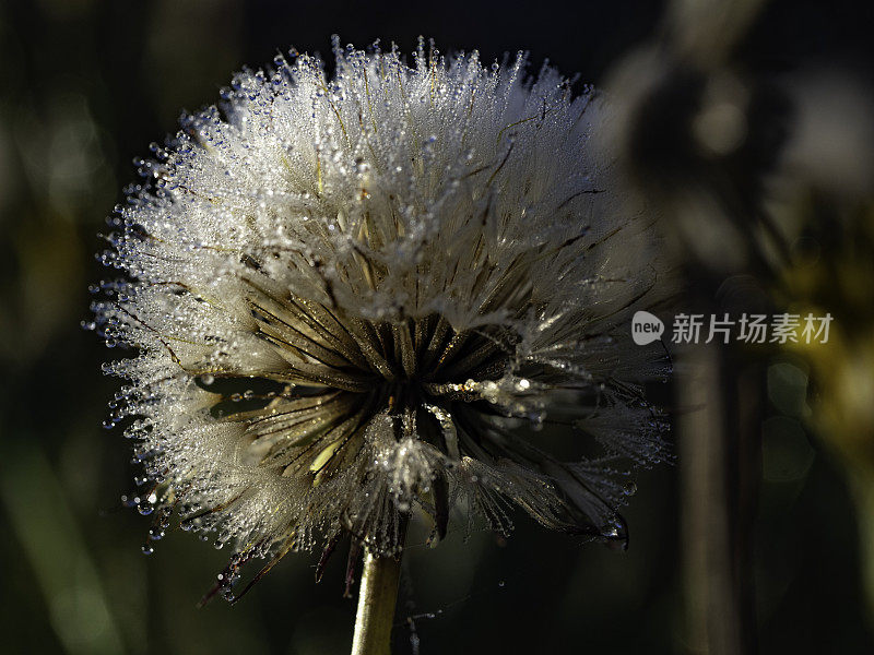 靠近绒毛上的晨露