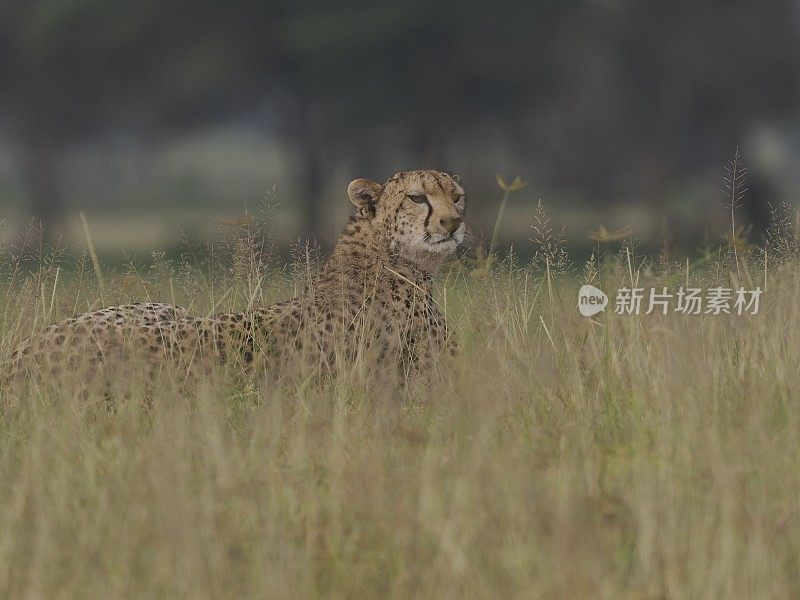 大草原上的猎豹