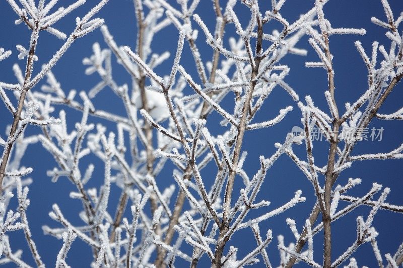 冬天，北海道一个公园里，晴朗的一天，树枝上覆盖着白霜。