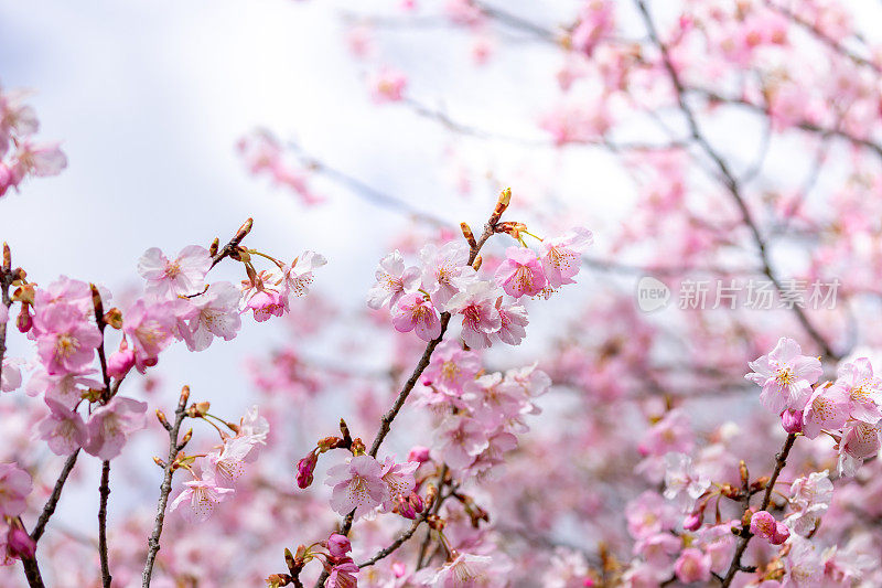 美丽的川崎樱花盛开