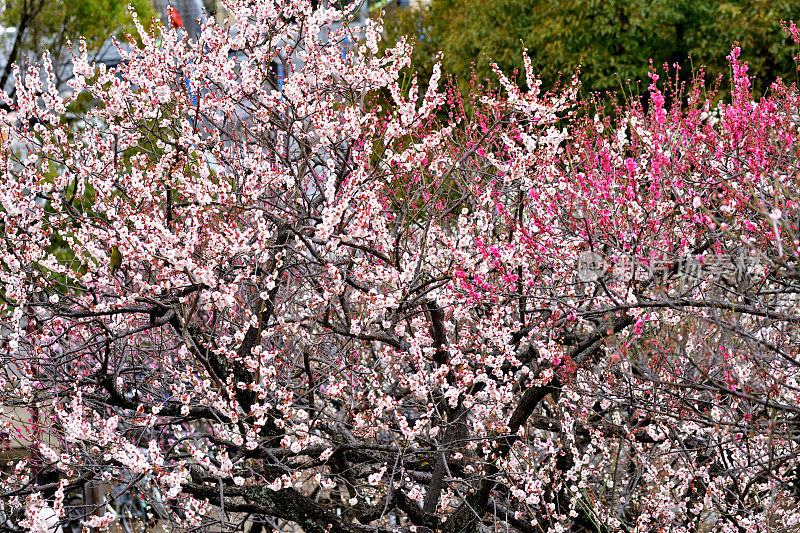 东京，日本公园里盛开的梅花