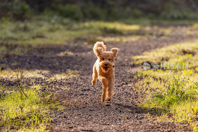 金毛犬不受束缚地奔跑