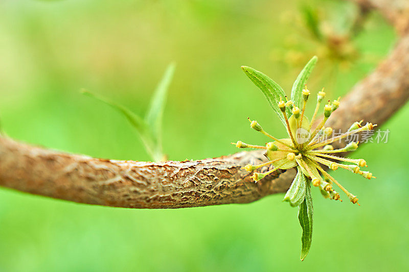 山茱萸Officinalis