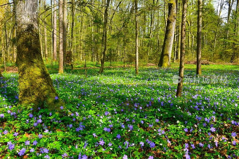蓝色较小的长春花(小长春花)，覆盖在森林地面上