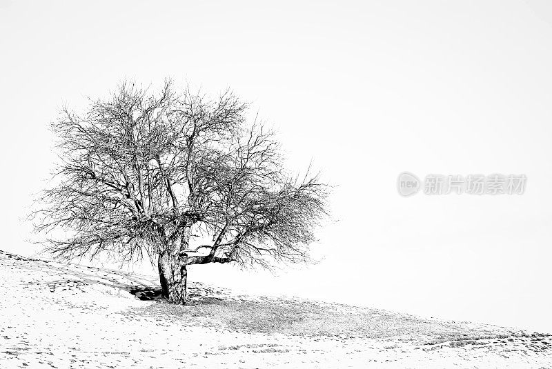 冬天雪山上的一棵树