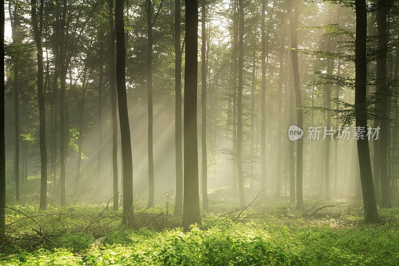阳光透过晨雾的山毛榉树林