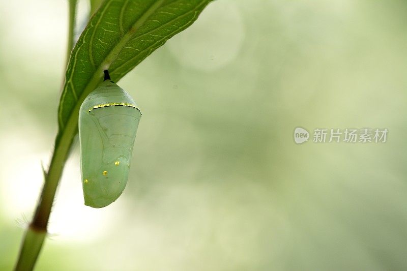 帝王蝶蛹，美丽的茧