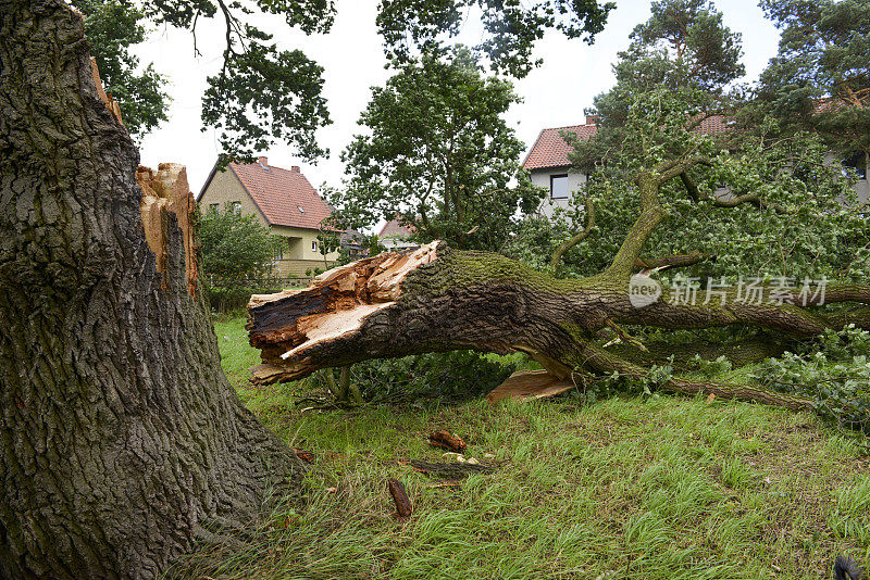 风暴损害-德国橡树