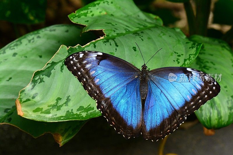 蓝色大闪蝶蝴蝶。