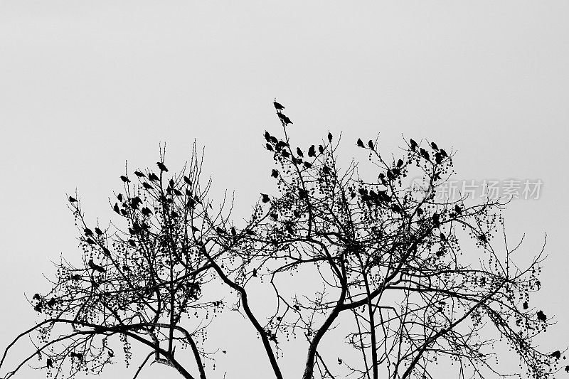 一群鸟在树上，黑白图像