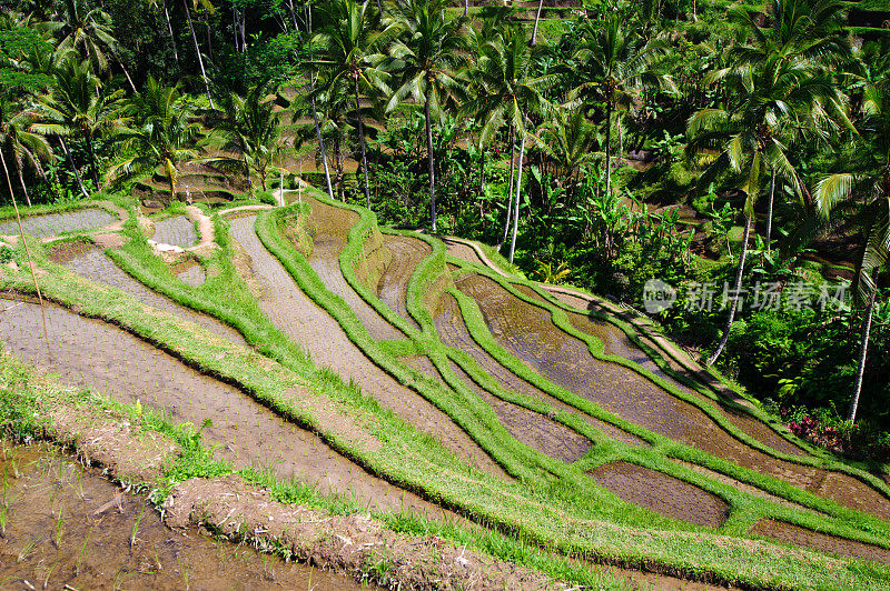 梯田Ricefield