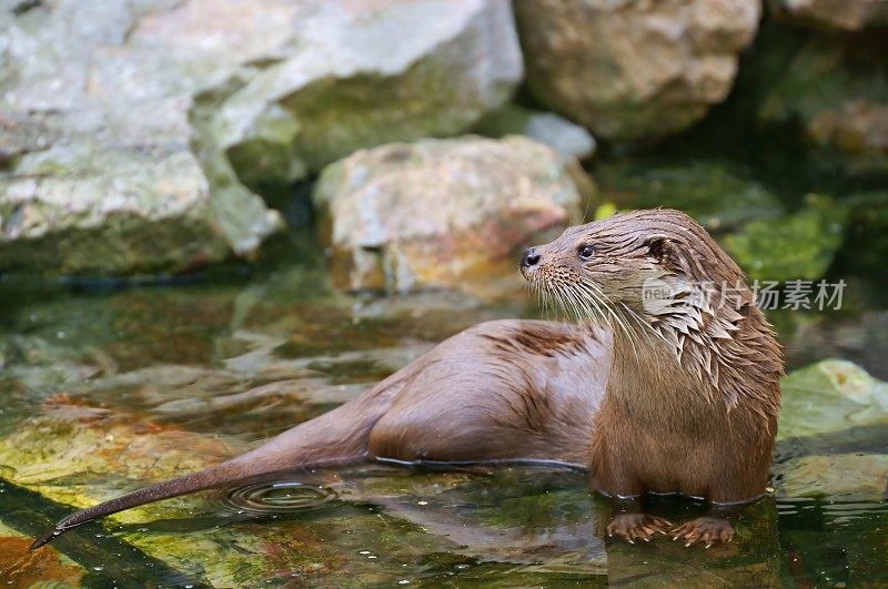 欧洲水獭