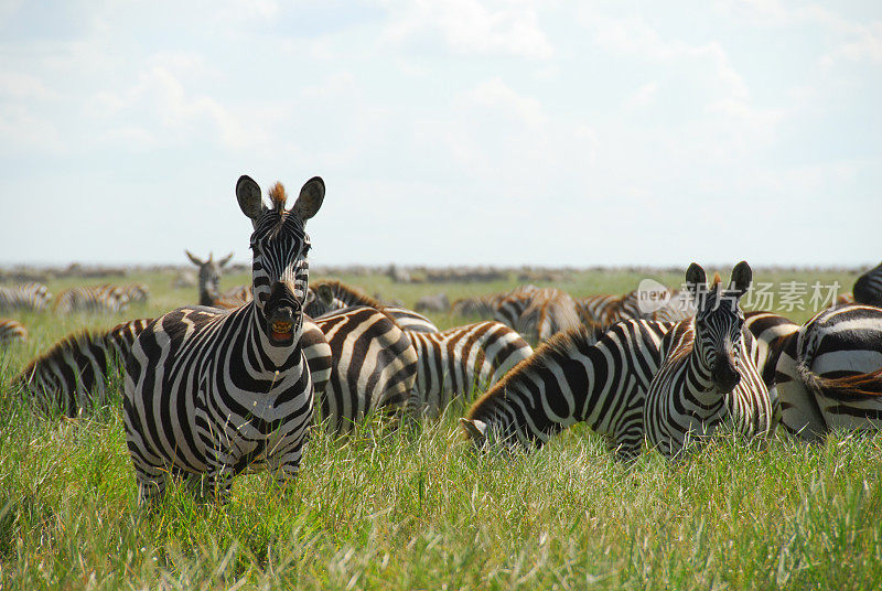 坦桑尼亚塞伦盖蒂国家公园的斑马
