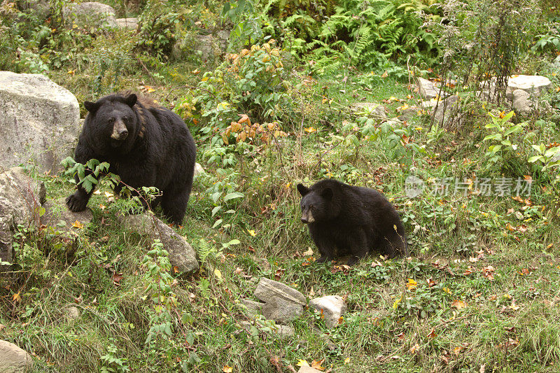 野外的黑熊妈妈和幼崽