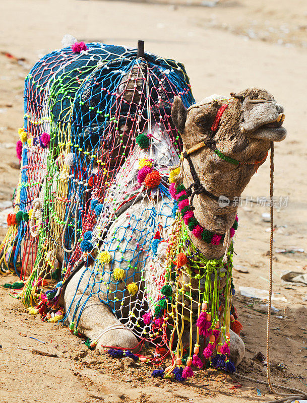 来自印度普什卡的骆驼