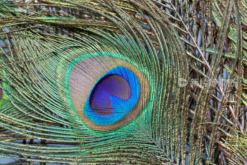 孔雀羽毛，绿色，彩虹色
