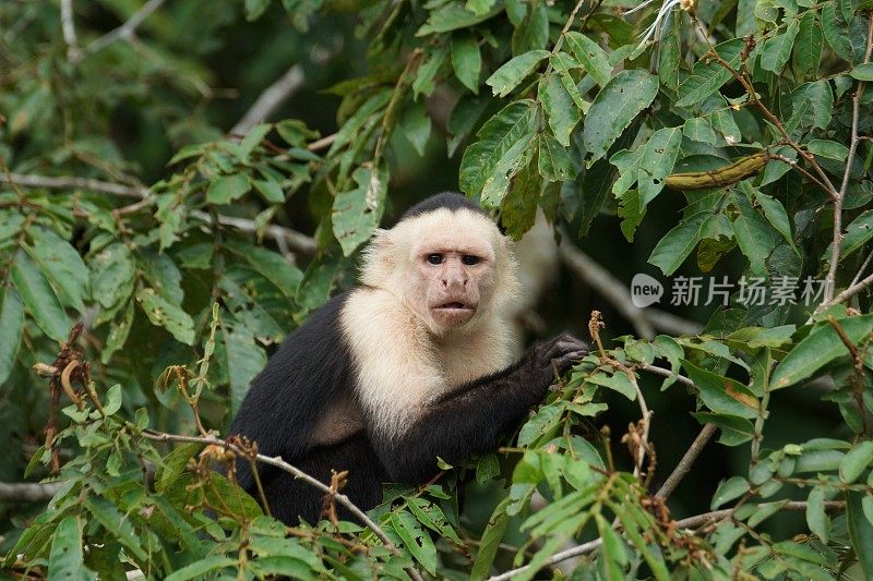 面容苍白的卷尾