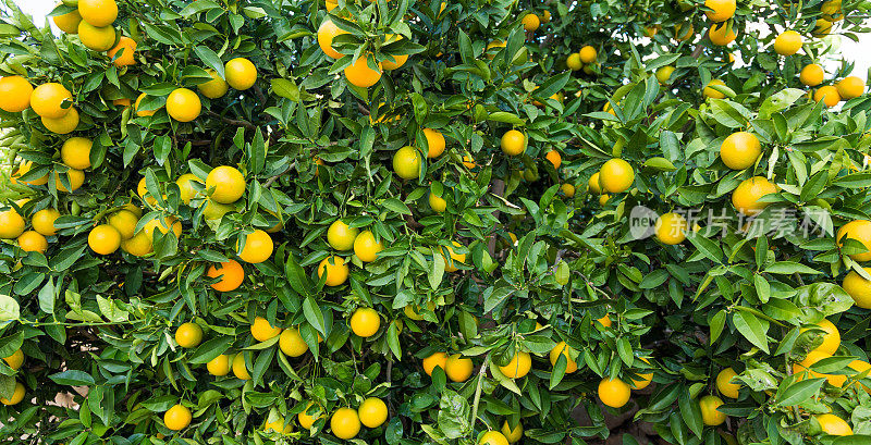 橘子树，帕福斯塞浦路斯