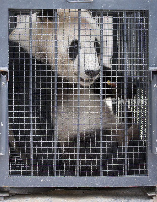 小笼子里的熊猫