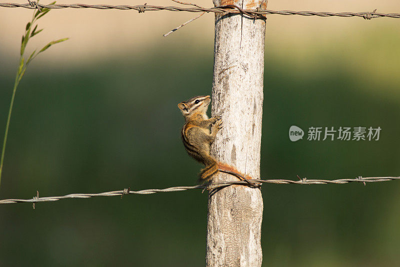 花栗鼠在栅栏