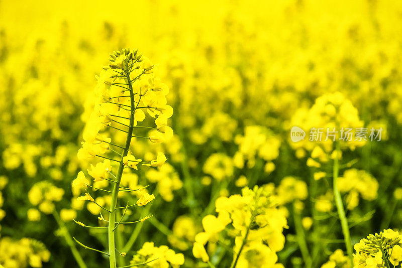 近距离观察油菜田