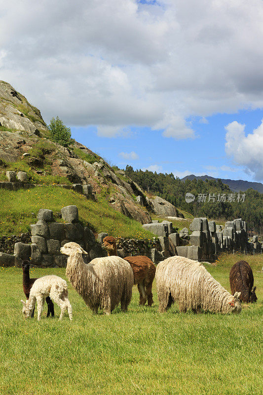 秘鲁库斯科的羊驼网站Sacsayhuamán