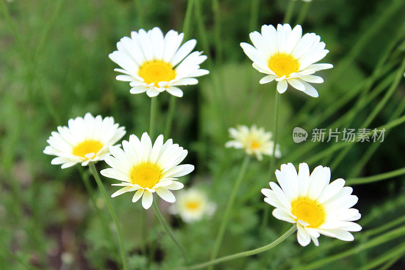 图像白菊花，沙斯塔雏菊花，草本花园边界