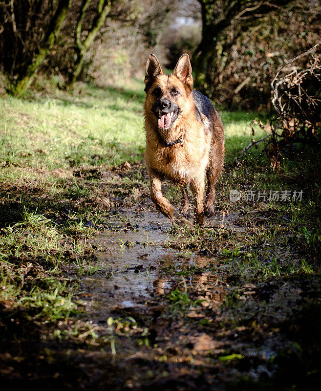 在泥泞中奔跑的德国牧羊犬