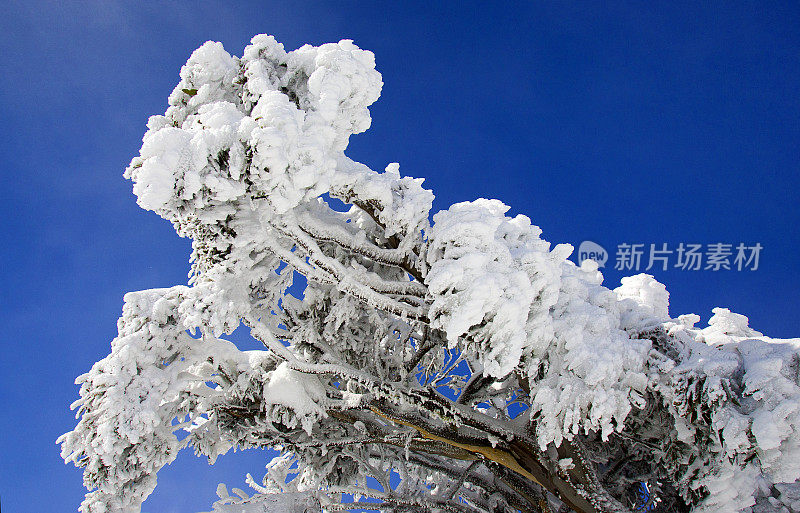 雪覆盖桉树，维多利亚，澳大利亚