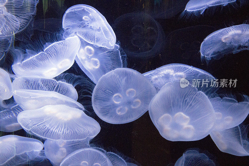 常见Yellyfish